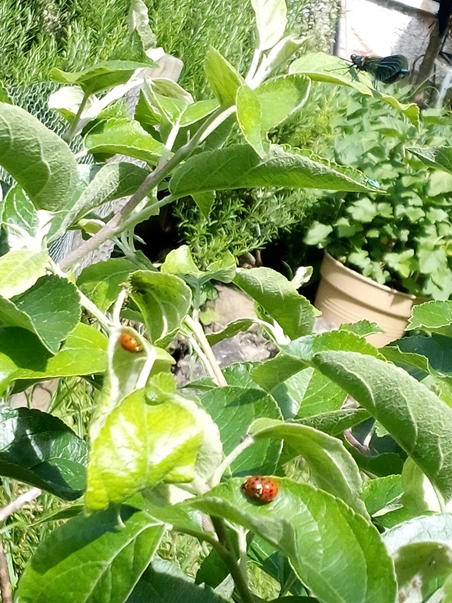 Gartentag