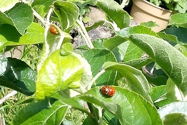 Gartentag